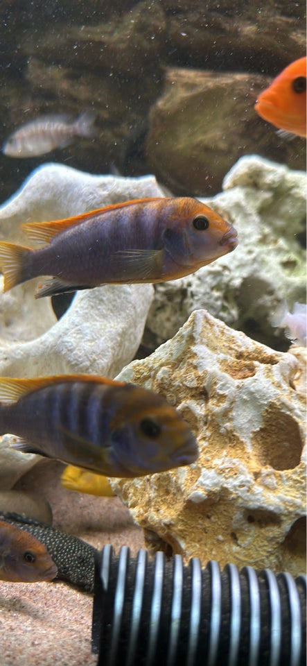 Labidochromis hongi, 10 stk.