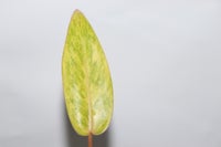 Philodendron Anthurium Monstera, philodendron Painted