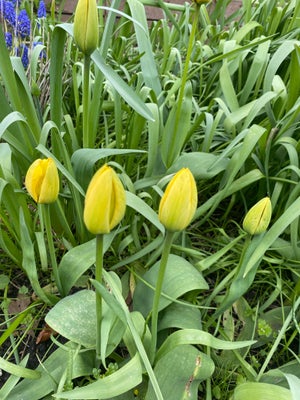Tulipanløg, Ukendt, Vi har en del løg af denne tulipan som blomstre i april og 2-3 uger frem. Den er