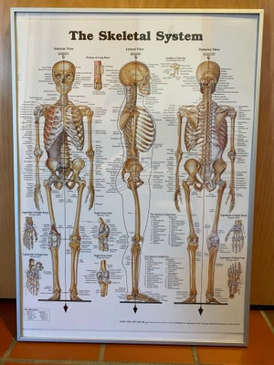 Anatomi plakat: The Skeletal System, Anatomical Chart Company, motiv: The Skeletal System, b: 51,3 h