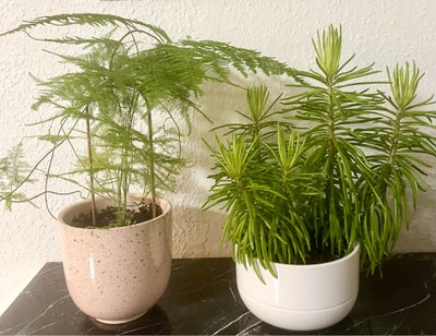 Indoor plants, 45 kr pr stk