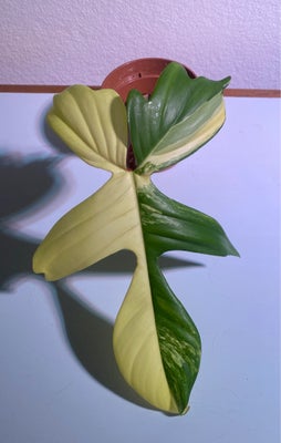 Philodendron Florida Beauty, Moden stikling med aktivt gropunkt og godt rodnet.
Afhentes på Frederik
