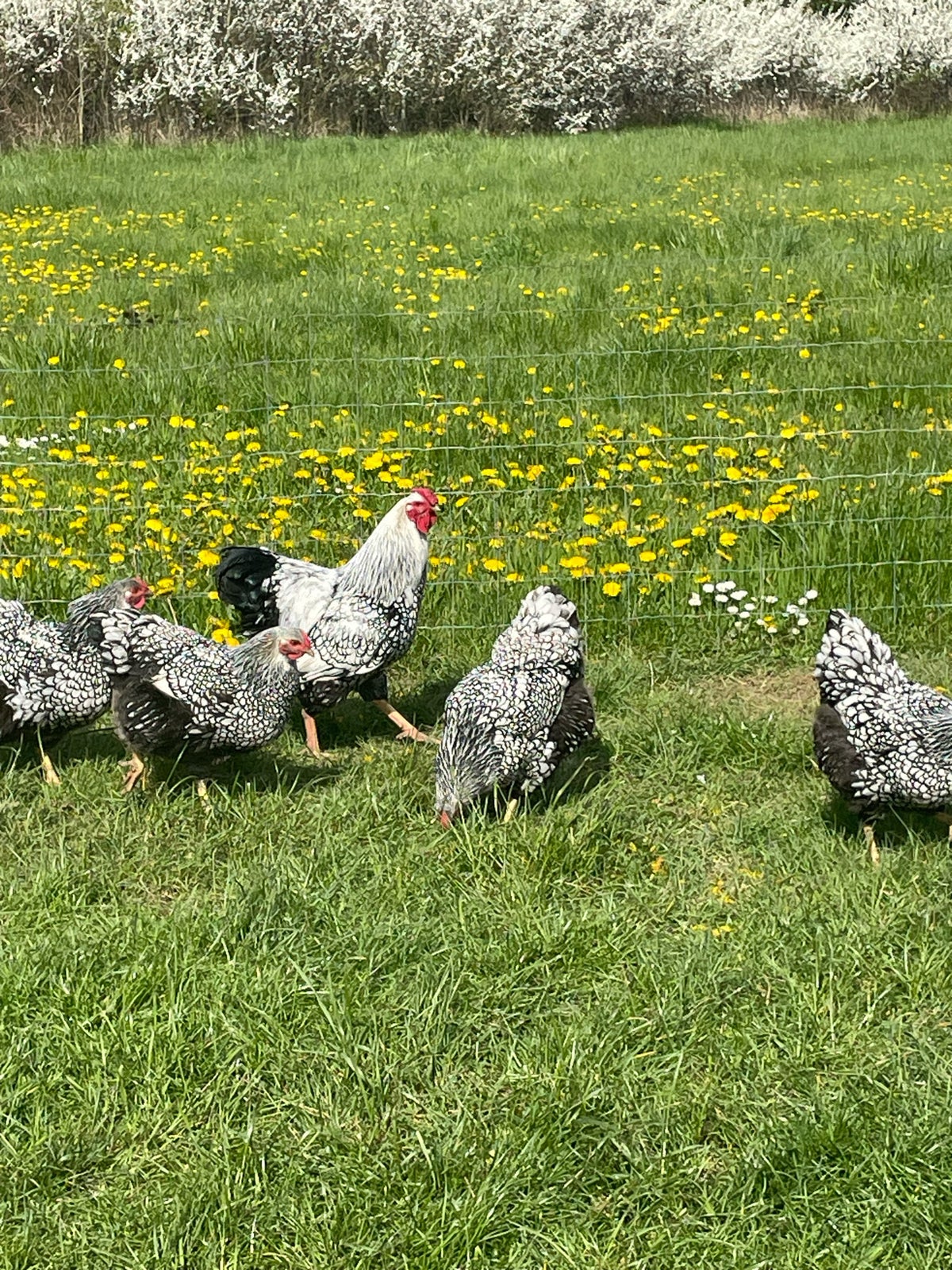 Kyllinger, 11 stk.