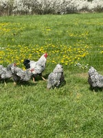Kyllinger, 11 stk.