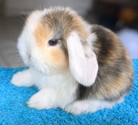 Kanin, Minilop kaninunger