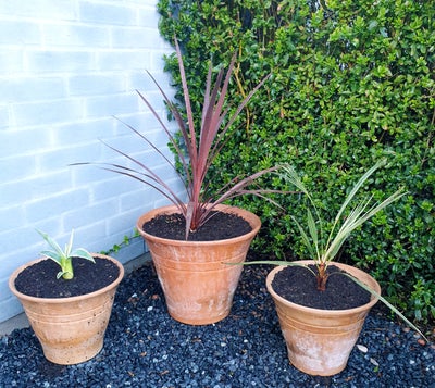 Krukker, Planter., Agave americana variegata, Cordyline australis og Hørpalme sælges med Terracotta 