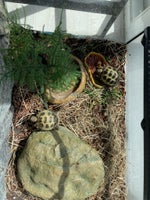 Skildpadde, Rusisk skilpadder