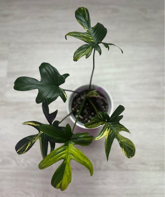 Stueplante , Philodendron, Philodendron pedatum variegata 
Heatpack kan tilkøbes for 15kr