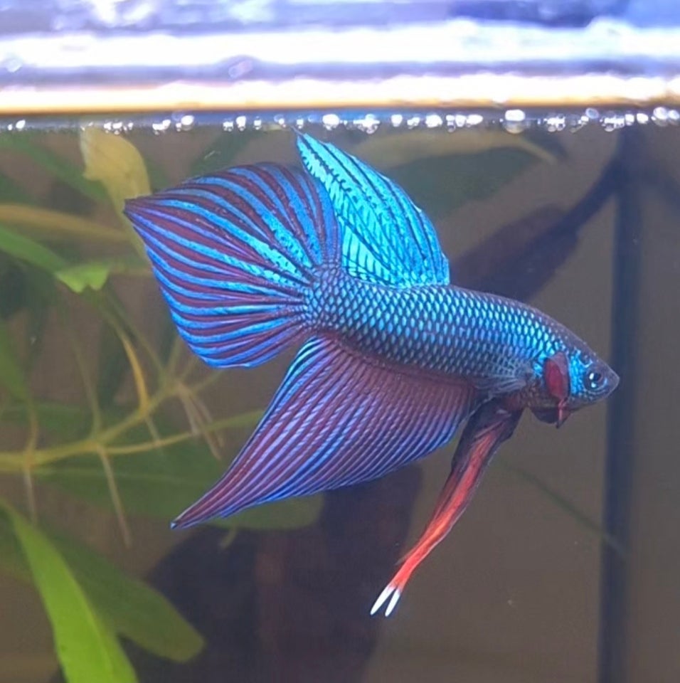 Betta Smaragdina, 1 stk.