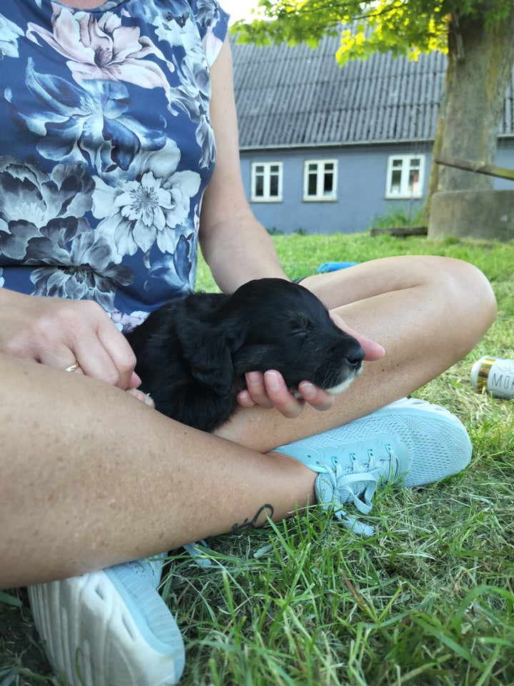 Labrador/retriever/border collie , hvalpe, 5 uger