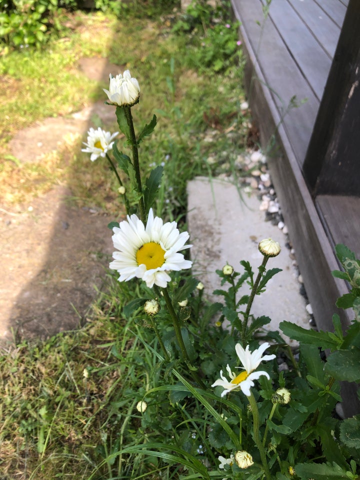 Staude, Margueritte