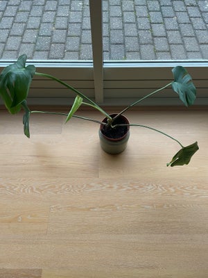 Stueplante, Monstera, Monstera med 4 store flotte grønne blade + nyt blad, der er ved at springe ud.