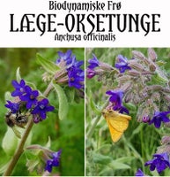 LÆGE-OKSETUNGE biodynamiske blomsterfrø, Anchusa officinalis – dba.dk – Køb og af Nyt Brugt