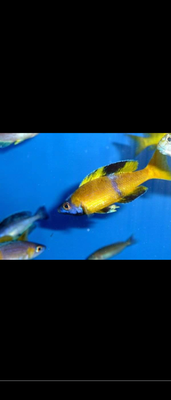 Tanganyika Cichlider, Cyprichromis sp. Kitumba,
Voksen fisk, mindst 30 stks , sælges samlet ,
Fisken