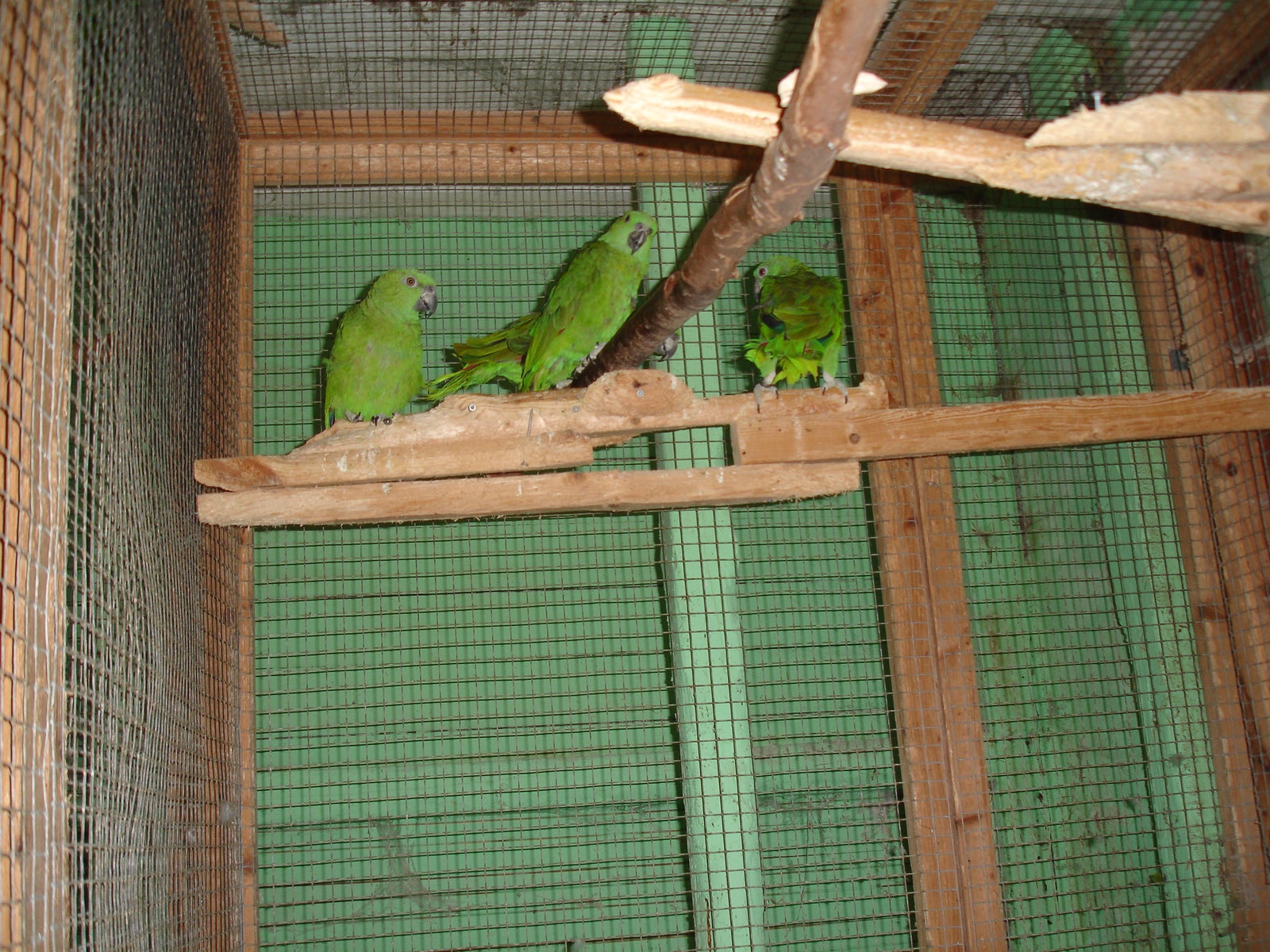Papegøje, Gulnakket Amazoner