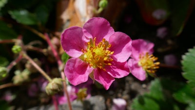 Prydjordbær, Deep Rose, Dekorativ bunddække plante, får lyserøde blomster.
Trives i sol / halvskygge