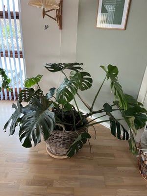 Stueplante, Fingerfilodendron, Stor Fingerfilodendron, kan nemt deles op til flere små. Kurv medfølg