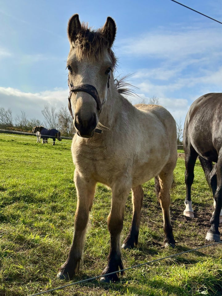 Anden race, vallak, 0 år