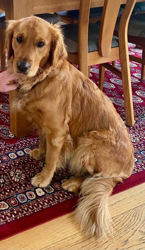 Golden retriever hvalpe, mørk gyldne