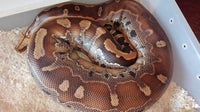 Slange, Borneo Python
