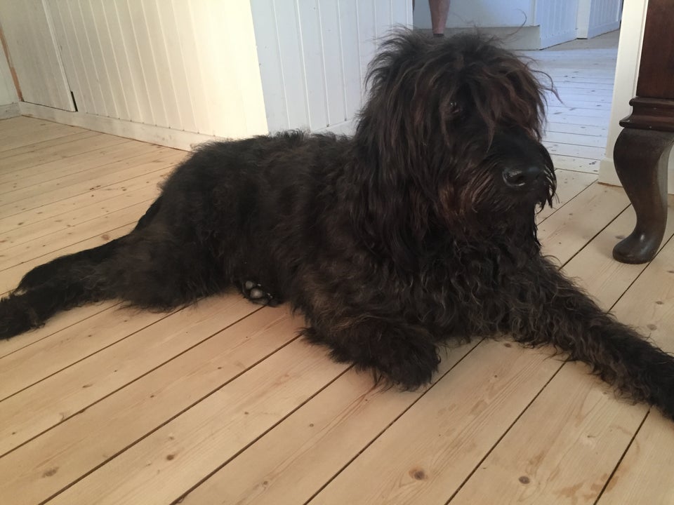 Labradoodle, hvalpe, 6 uger