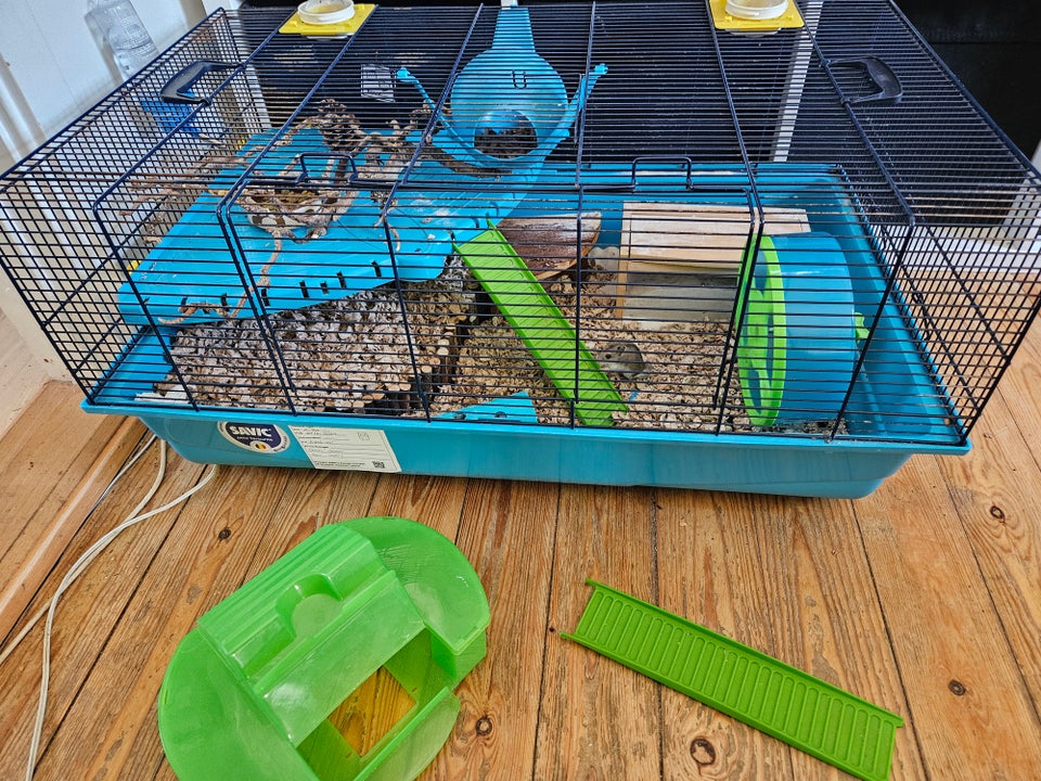 Hamster, Kinesisk hamster, 0 år