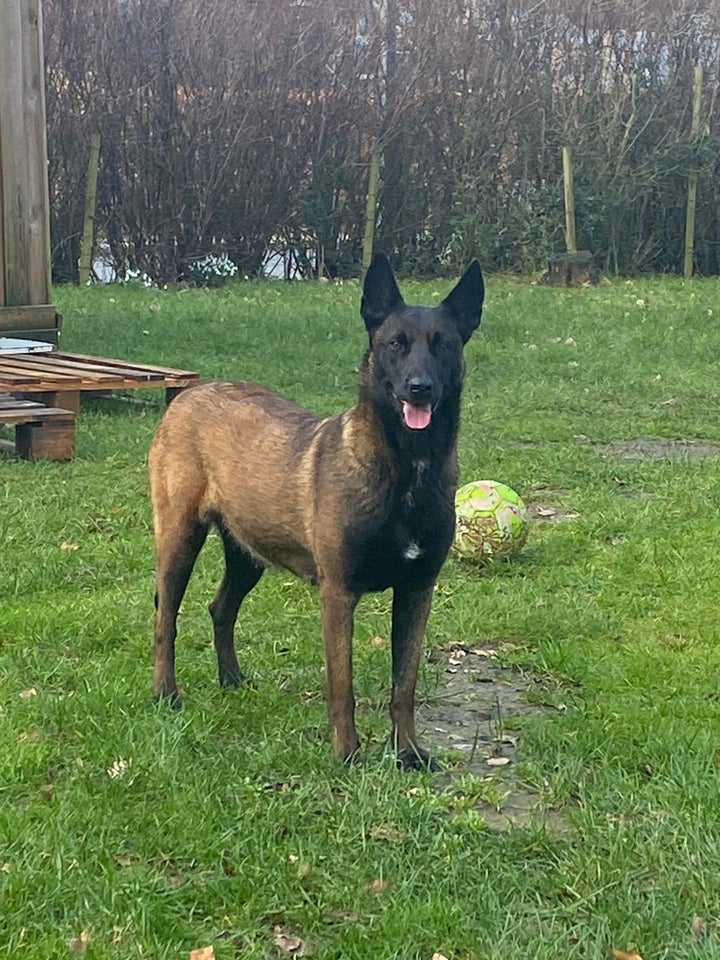 Malinois tæve 