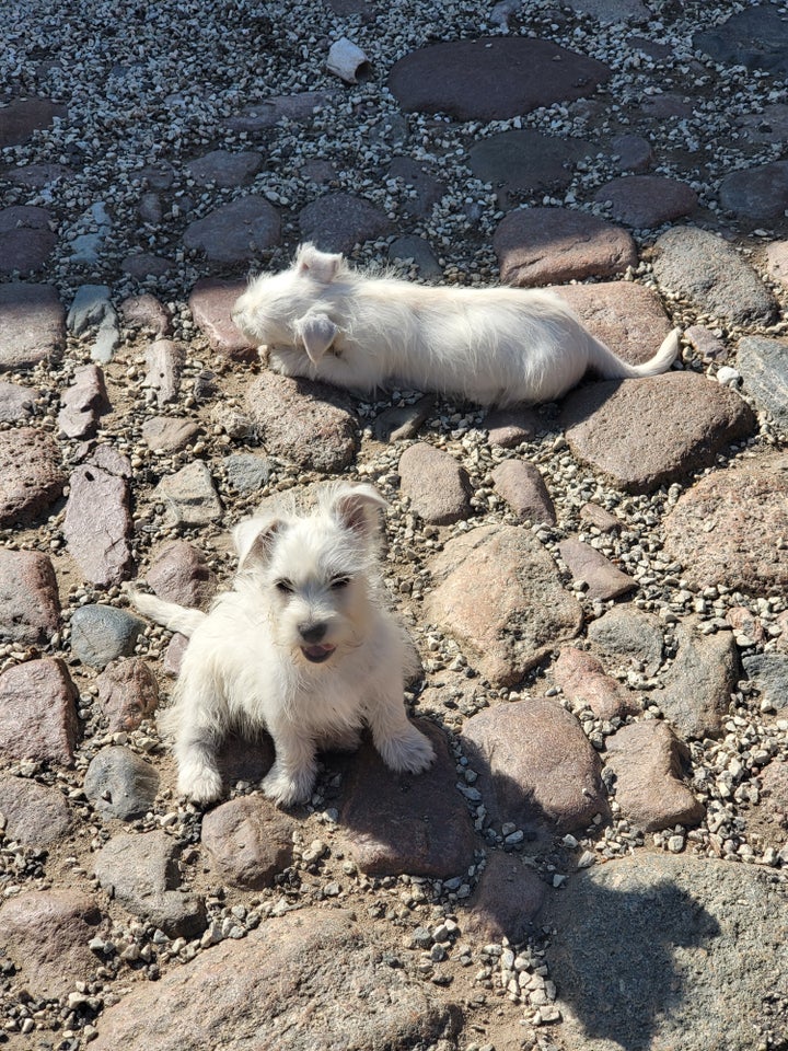 Westie. West highland white terrier blanding bich, hvalpe,