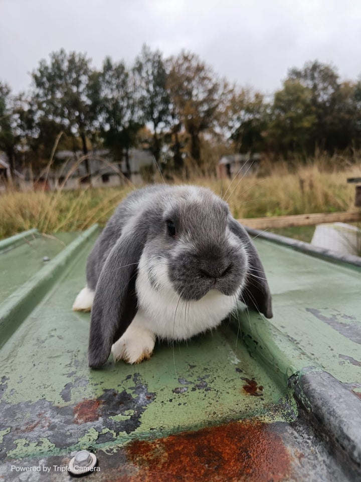 Kanin, Fransk Vædder, 0 år