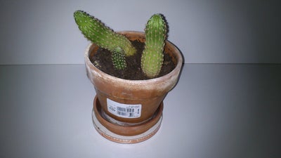 Kaktus, 3 små Kaktus i potte.

Pris 100.kr

Skal afhentes, Jeg sender ikke.