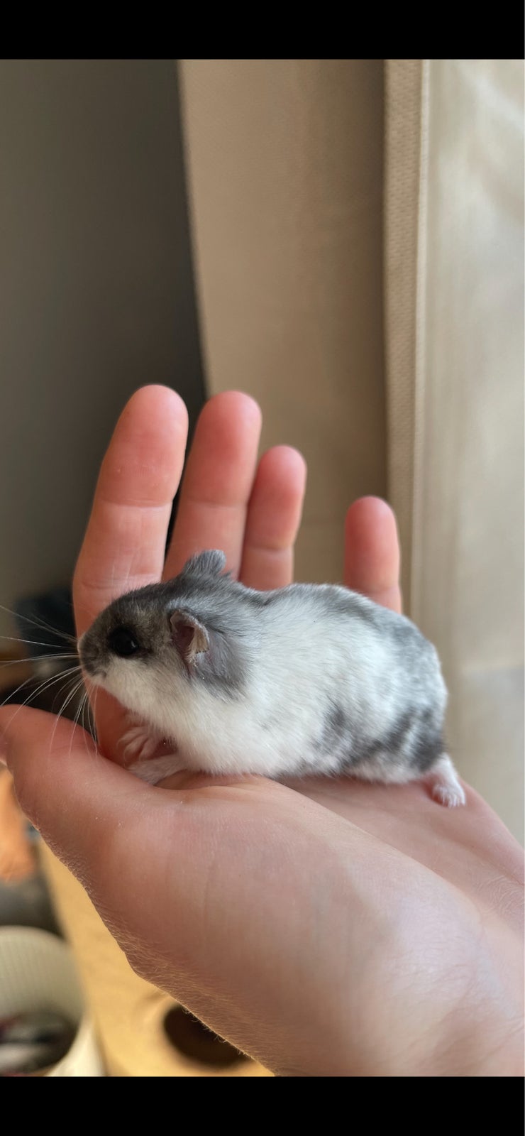 Hamster, Dværghamster , 1 år