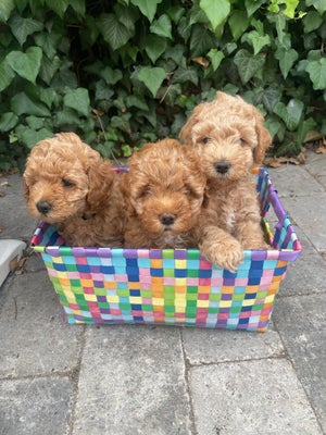 Golden Doodle , Hvalpe, 6 Uger - Dba.dk - Køb Og Salg Af Nyt Og Brugt