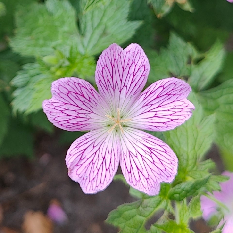 Stauder, 50 stk. Storkenæb. Geranium x oxonianum