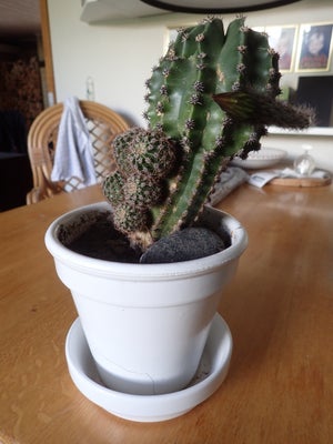 Kaktus, Kaktus (ca. 15 cm. høj) med blomsterknop - blomsten vil springe ud i løbet af et par dage (a