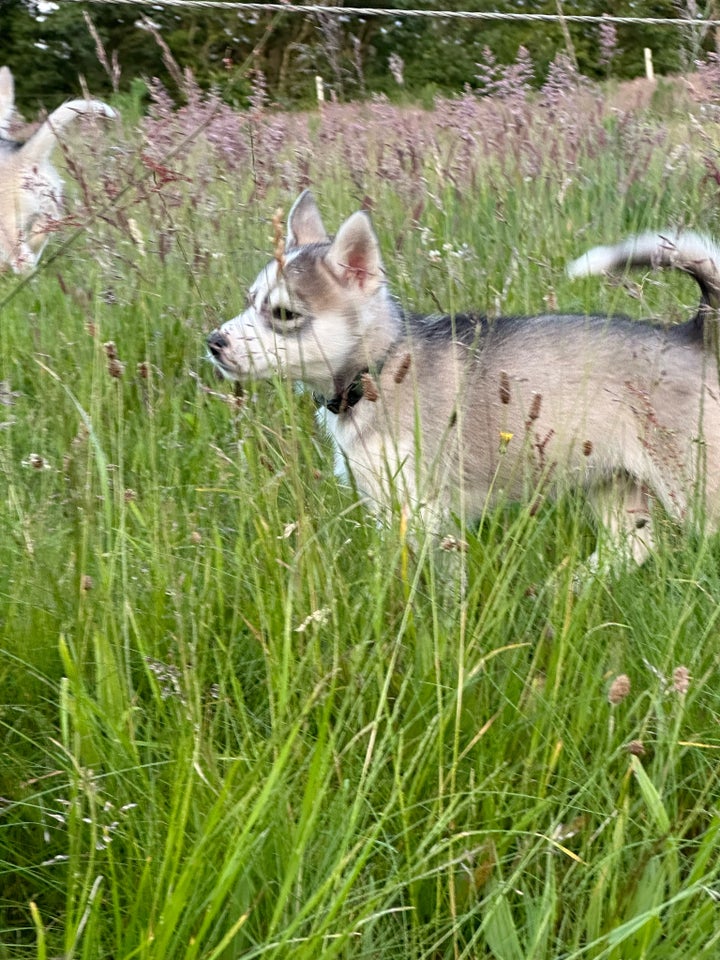 Dejlig husky malamute dreng