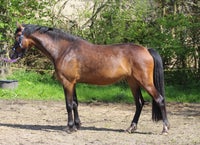 Dansk Sports Pony (DSP), hoppe, 3 år
