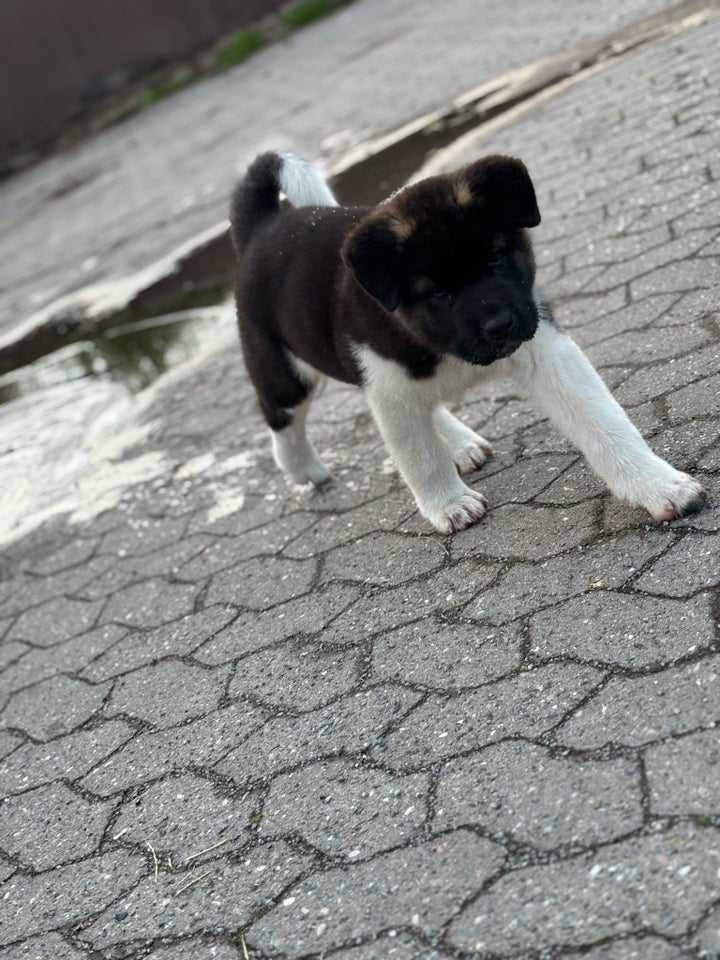 American AKITA , hvalpe, 8 uger