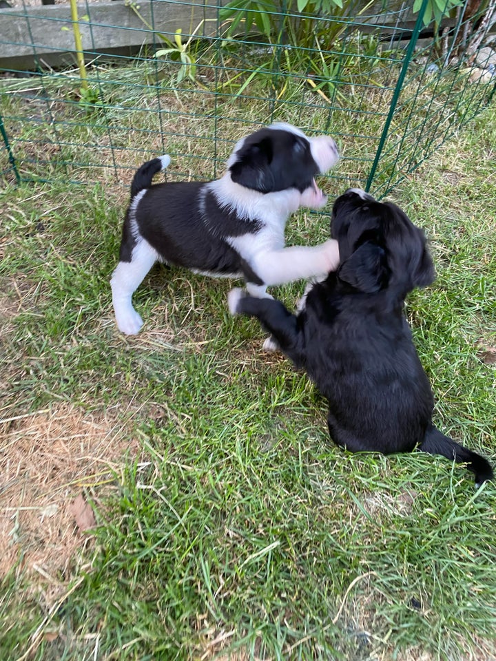 Border Collie - Labrador blanding, hvalpe, 5 uger