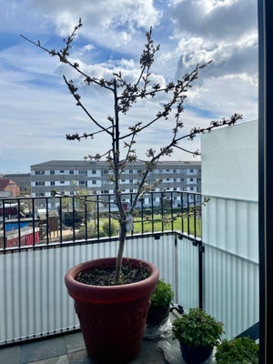 Kirsebærtræ , Prinus Avium Regina, Super flot haveplante, ca.210 cm, står i en plastikpotter, bringe