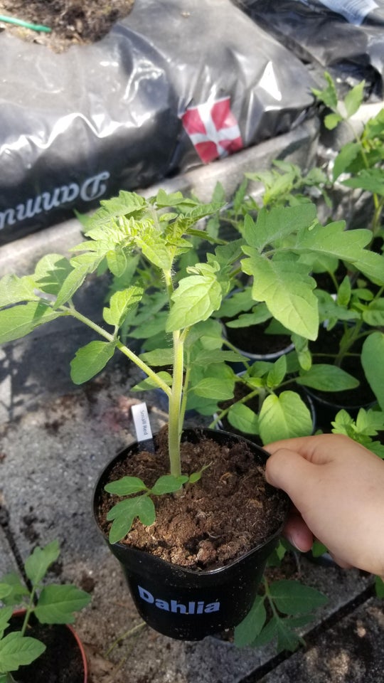 Tomatplanter, frøstabile, flere sorter