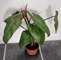 Philodendron, Red Emerald