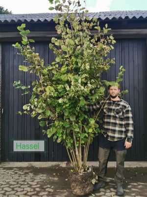 Hasselnøds busk, Corylus avellana, Store hasselnøds buske sælges.

Nuværende højde er ca 2,5m.
Kan b