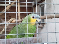Papegøje, Venezuela Amazone , 4 år