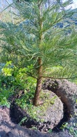 Kæmpe Redwood, Sequoiadendron giganteum