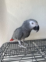 Papegøje, Grå Jaco, 2 år