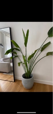 Strelitzia Nicolai, Plante strelitzia nicolai. Stor og flot, med krukke. Godt passet og klar til et 