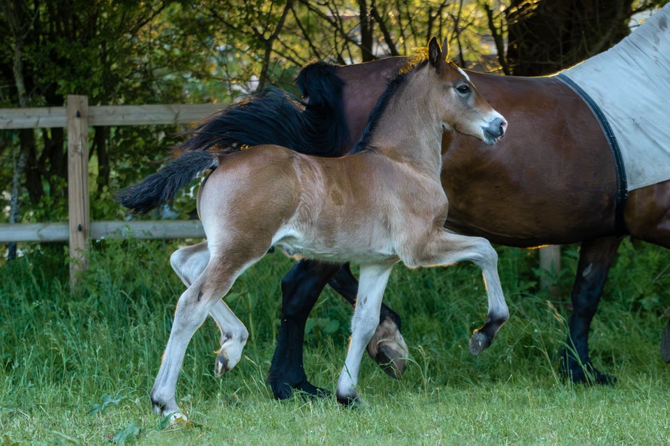 Welsh Cob, hingst, 0 år