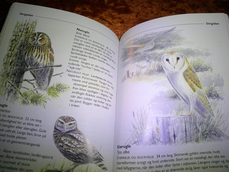 En guide til fugle, Nicholas Hammond, emne: dyr