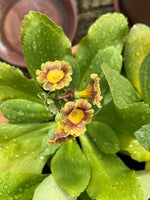 Andre samleobjekter, Primula Auricula blomster