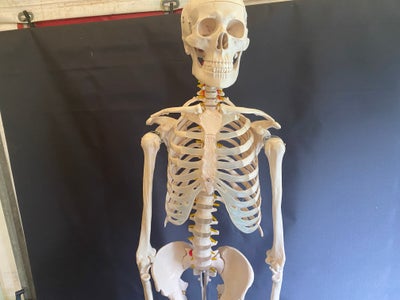 Skelet, Skelet i naturlig størrelse til Halloween, uddannelse eller spøgelse på loftet. Bildte naboe